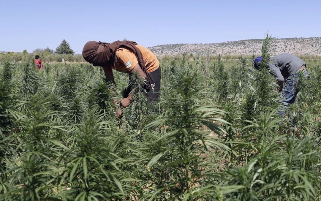 المجلس الاقتصادي: الكيف ثروة وجب استثمارها في التنمية بالمغرب 