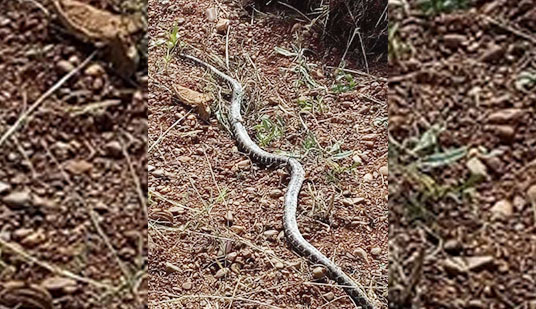 إنتشار الثعابين والزواحف وسط المحاصيل الزراعية يقلق الفلاحين بالريف إنتشار الثعابين والزواحف وسط المحاصيل الزراعية يقلق الفلاحين بالريف