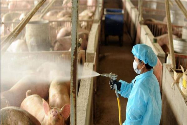 ظهور سلالة جديدة من أنفلونزا الخنازير في الصين وتخوف من تحوله إلى جائحة عالمية