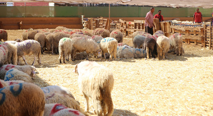 قرار اسباني يهدد مربي الماشية في الناظور بخسائر جسيمة