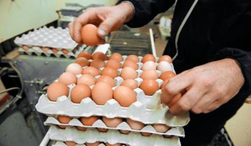 منتجو البيض  يتكبّدون خسائر بمئات الملايين يوميا ومهنيون يؤكدون أن القطاع مهدد بالانهيار