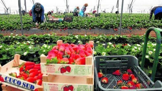 اسبانيا تتدارس التخلي عن العمال الموسميين المغاربة وتعويضهم بعمال من أوروبا الشرقية