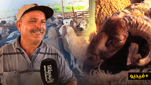شاهدوا.. هذه أثمنة أضاحي العيد من داخل إسطبلات ضواحي الناظور