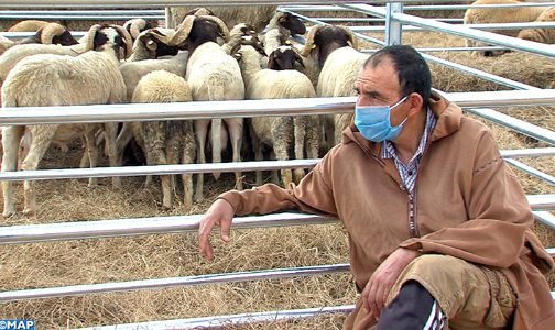 عيد الأضحى.. وزارتا الداخلية والفلاحة تصدران دليلا بالشروط الضرورية الواجب التقيد بها