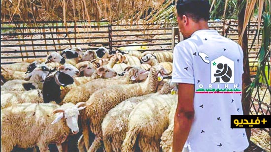 للسنة الثالثة على التوالي.. منظمة رامي توزع أضاحي العيد على المحتاجين وتشكر المحسنين المساهمين 