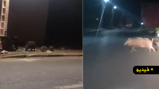 فيديو.. خنازير برية تتجول بأحد احياء جماعة رأس الماء