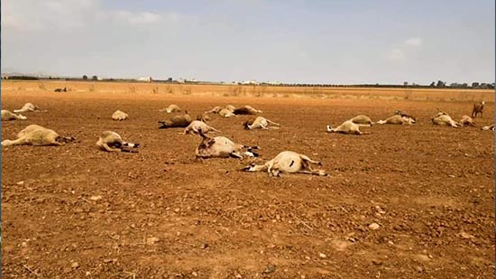 بالصور.. مياه مسمومة تتسبب في نفوق عشرات الأغنام بسهل "كارت" ببني وكيل أولاد محند