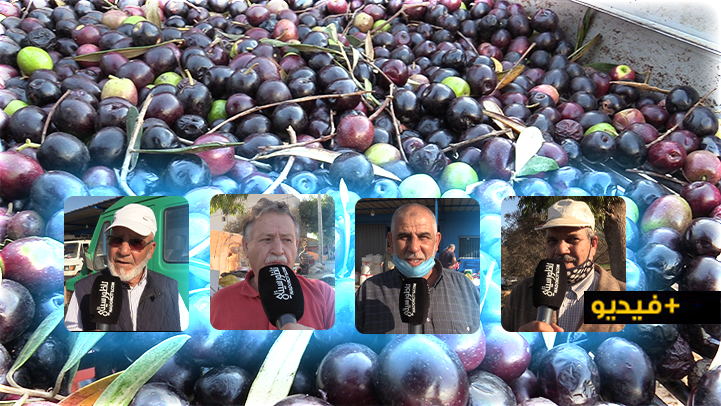 الناظور.. معاصر الزيتون تشرع في إستقبال محصول هذه السنة وفلاحون يؤكدون تراجع الغلة لهذه الأسباب