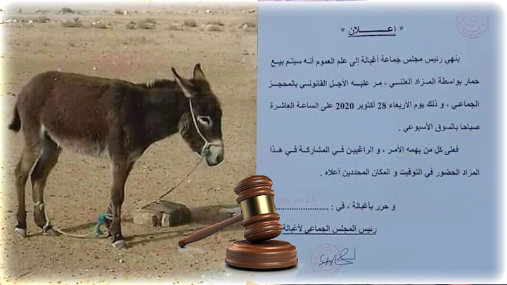 بيع جماعة لحمار في المزاد العلني يثير موجة من السخرية على مواقع التواصل الاجتماعي  بيع جماعة لحمار في المزاد العلني يثير موجة من السخرية على مواقع التواصل الاجتماعي