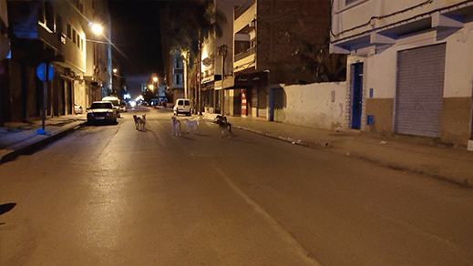 الكلاب الضالة تغزو شوارع الناظور مجددا والمجلس البلدي خارج التغطية 