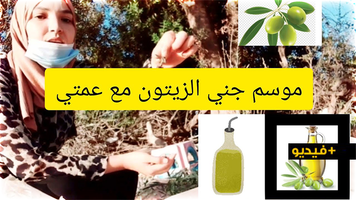 شاهدوا.. مراحل استخراج زيت الزيتون مع شرح مستفيض من مالك مطحنة للعصر