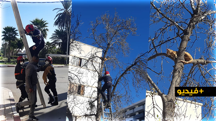 شاهدوا.. تدخّل "إنساني" للوقاية المدنية بالناظور من أجل إنقاذ قطة عالقة شاهدوا.. تدخّل "إنساني" للوقاية المدنية بالناظور من أجل إنقاذ قطة عالقة