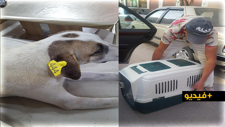 جميعة أمم تطلق أول حملة بالناظور لتلقيح وتعقيم الكلاب الضالة