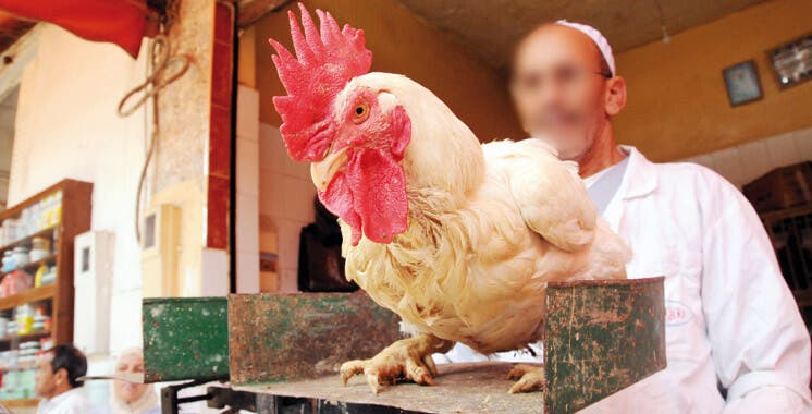 انخفاض أسعار أثمنة الدجاج واللحوم الحمراء يخفّف أعباء الفئات الهشة في زمن الجائحة