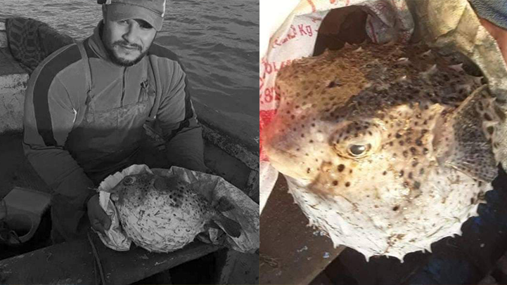 خطير.. ظهور سمكة البالون السامة في مياه بحيرة مارتشيكا 