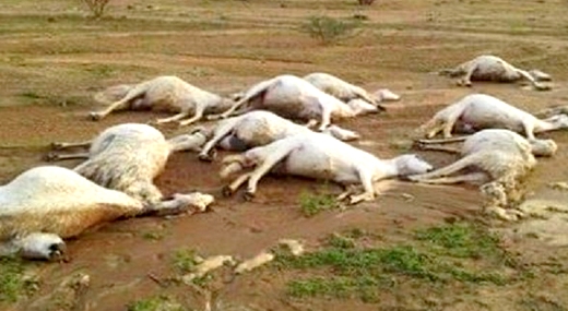 موجة البرد والتساقطات المطرية تتسبب في نفوق عدد من المواشي بضواحي الناظور