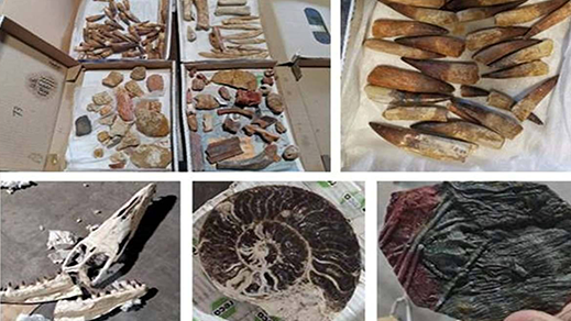 الجمارك تحبط عملية تهريب حوالي 200 كيلوغرام من القطع الجيولوجية والأثرية 