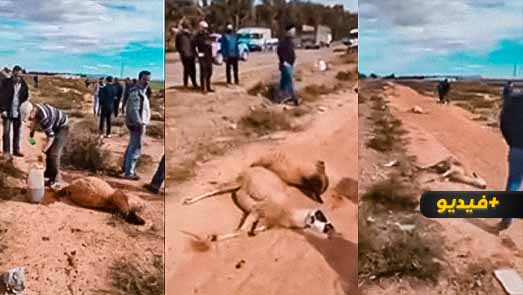 شاهدوا.. نفوق عشرات رؤوس الاغنام ضواحي العروي بسبب أعشاب سامة 