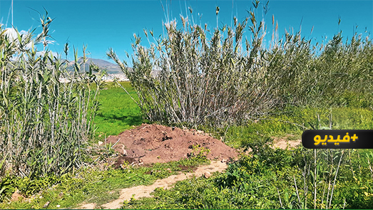 شاهدوا.. هذا هو المكان الي عثر فيه مواطنون على قبر سري لجثة امرأة مدفونة بأخندوق  شاهدوا.. هذا هو المكان الي عثر فيه مواطنون على قبر سري لجثة امرأة مدفونة بأخندوق