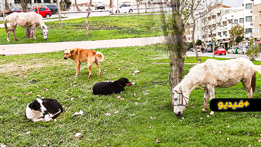 انتشار الكلاب الضالة بالناظور يغضب المواطنين وسط مطالب باحتواء الوضع