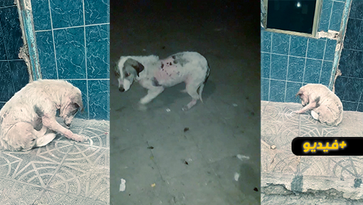 كلاب ضالة حاملة لوباء معدي تنتشر في بني أنصار ومجلس الجماعة متهم بالتقصير