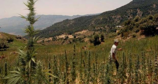  اعتقال فلاح بإقليم الناظور بسبب زراعة "الكيف"
