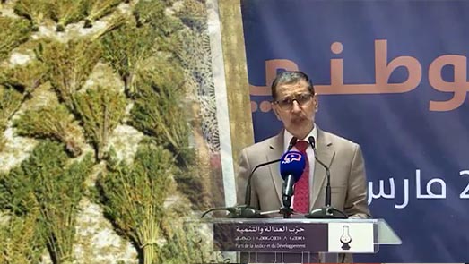 زلة جديدة للعثماني: تقنين القنب الهندي لأغراض سياسية