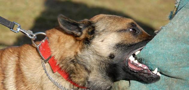 قرار جديد لمديرية الحموشي من أجل منع ترويض ومرافقة الكلاب الشرسة