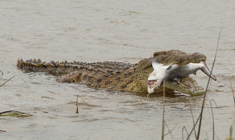 صور لقاء مدهش.. تمساح عملاق يبتلع سمكة قرش صور لقاء مدهش.. تمساح عملاق يبتلع سمكة قرش