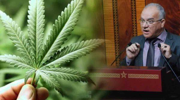 شاهدوا.. برلماني يدافع عن الكيف ويدعو المغاربة لاستهلاكه للحد من الجرائم 
