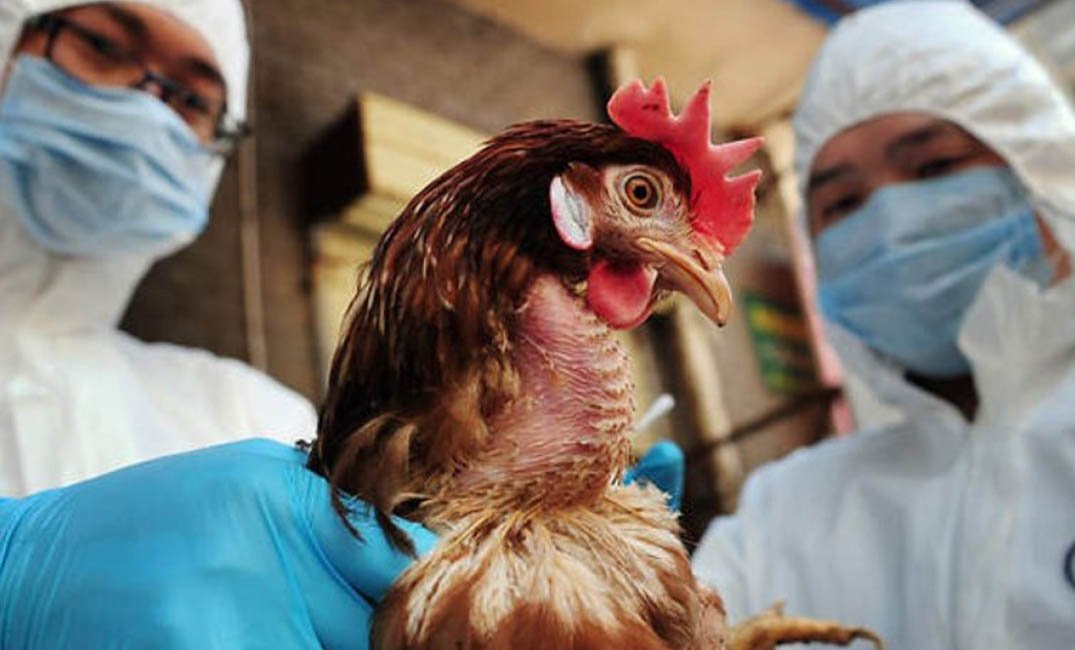 الصين تسجل إصابة بسلالة جديدة من إنفلونزا الطيور