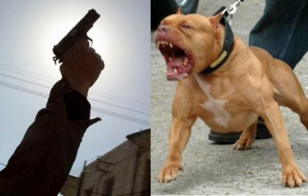 ثلاثيني يخرق حالة الطوارئ ويحرض "كلبا شرسا" لمواجهة الأمن