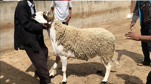 الأحد فاتح ذي الحجة وعيد الأضحى يوم 20 يوليوز بعدد من الدول العربية