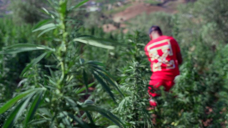 الكيف في الريف: "حتى لو زرعت البطاطس فستحصل على نبتة الحشيش"