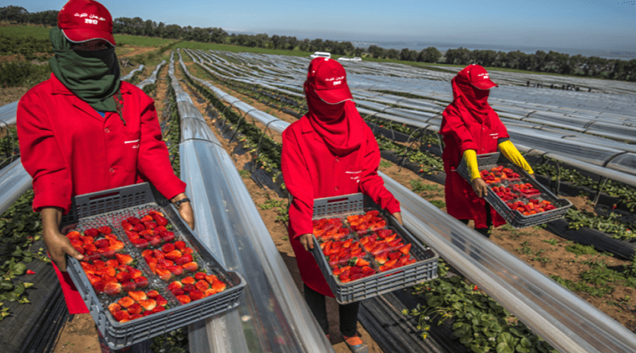 تقارير إسبانية: المغرب حرم آلاف المهاجرين من العمل في "الفراولة" ومدريد تستعد لاستقدام عمال من أمريكا اللاتينية