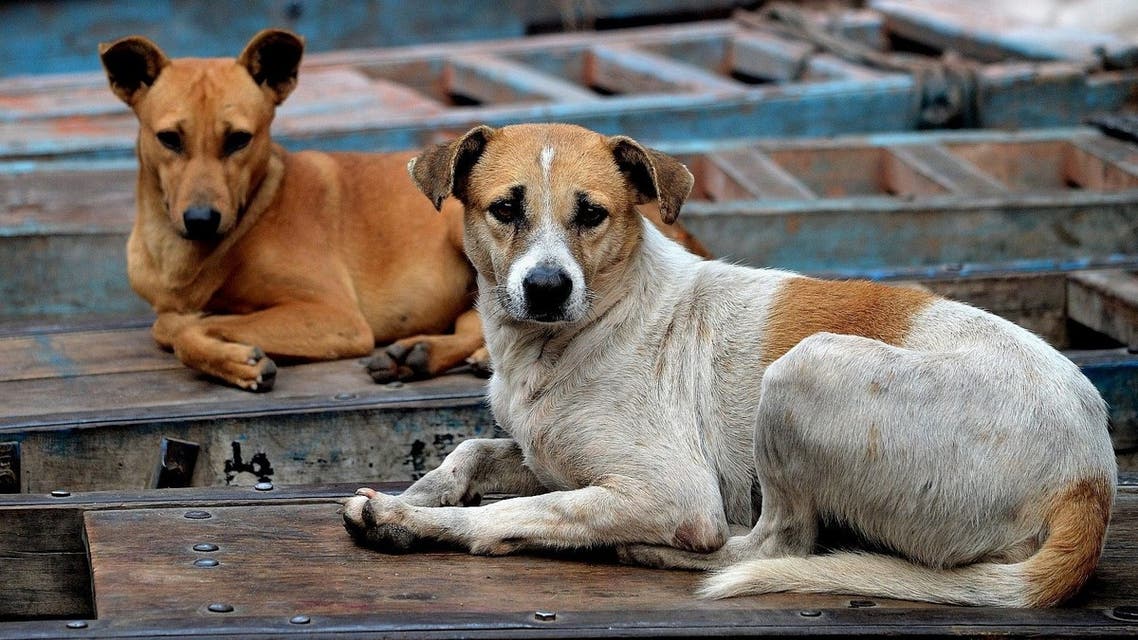 هل انتقل إليها من الناظور؟ اكتشاف ثاني إصابة بداء الكلب في مليلية هل انتقل إليها من الناظور؟ اكتشاف ثاني إصابة بداء الكلب في مليلية