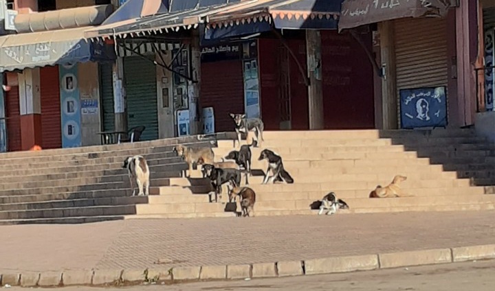 انتشار الكلاب الضالة بشوارع زايو يثير استياء المواطنين