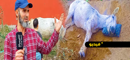 من يرحم هذا البغل بالناظور؟ رجله مكسورة وصاحبه تخلى عنه في الشارع منذ شهر