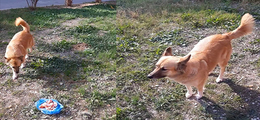 البحث عن كلبة مختطفة من حي الفطواكي بالناظور