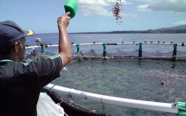 من بينها بحيرة مارتشيكا.. 186 مشروعا لتربية الأحياء البحرية في المغرب سيتنج 80 ألف طن سنويا