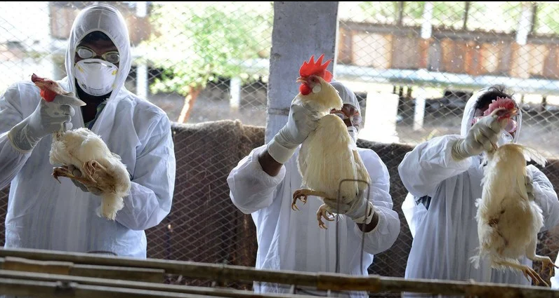 مهنيون يتخوفون من ظهور أنفلونزا الطيور بالمغرب 
