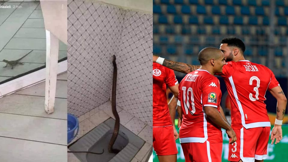 أفاعي وزواحف تهاجم المنتخب التونسي في كأس افريقيا
