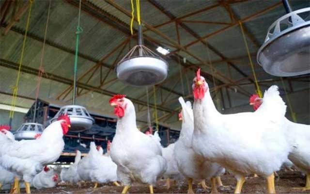 هذه أسباب ارتفاع أسعار الدواجن في الأسواق 