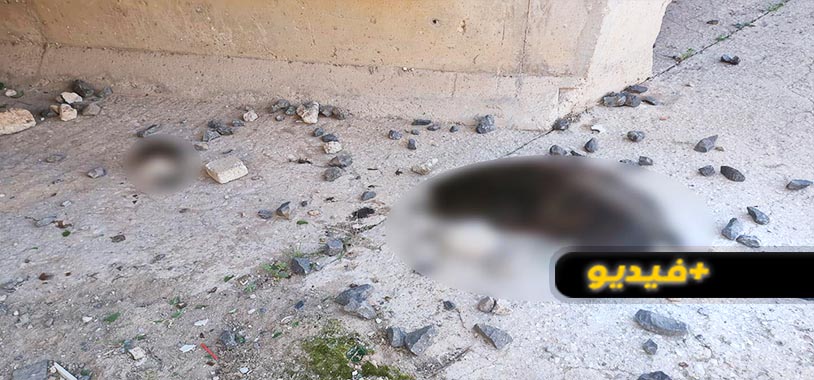 شاهدوا.. قطع رأس وأذن كلب يفترض استعماله في الشعوذة بالناظور