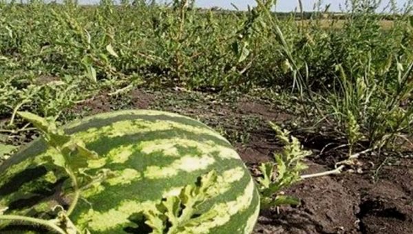 على غرار ما قاله خبير في الناظور.. عامل شيشاوة يتخذ قرارات جديدة بشأن زراعة الدلاح والطماطم