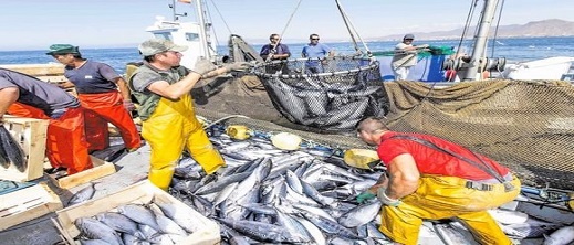 المغرب صدر 778  ألف طن من الأسماك والمنتجات البحرية خلال سنة واحدة وهذه قيمة الأرباح المالية