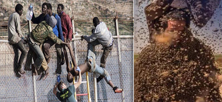 باستعمال لسعات النحل.. هجوم جديد لـ 1200 مهاجر على السياج الحدودي الفاصل بين مليلية المحتلة والناظور