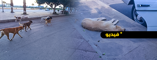 في ظل انتشار داء الكلب بمليلية.. بني انصار تتحول إلى مدينة للكلاب الضالة