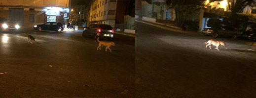 ظاهرة الكلاب الضالة تقض مضاجع سكان الحي الاداري بالناظور