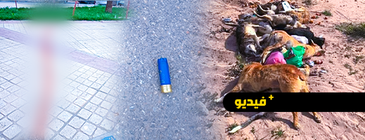 فيديو.. الرصاص يلعلع في الناظور وكلاب تئن من الألم في جو مرعب